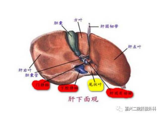 肝尾叶位置图片图片