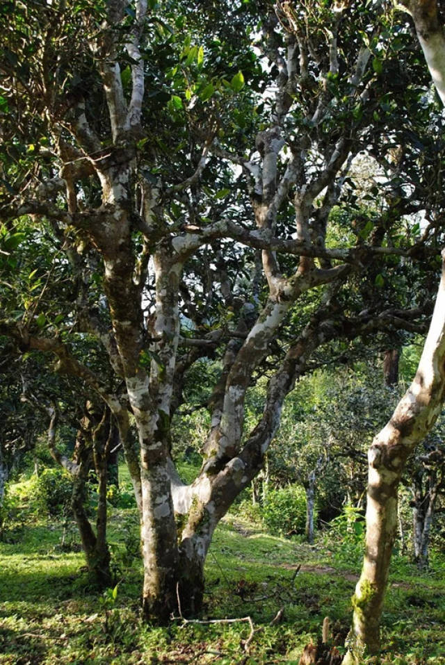 布朗山贺开古树普洱茶