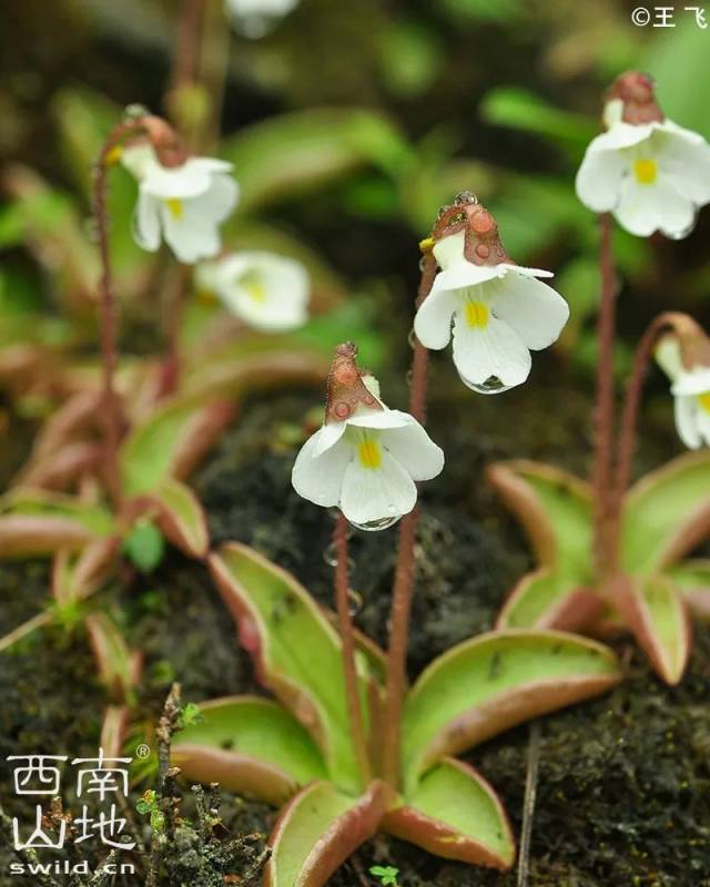 高山捕虫堇王飞摄于四川卧龙 来本样书感受一下实物