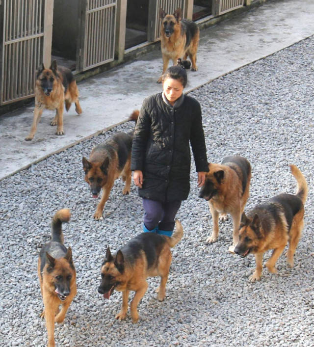 人物寻访丨董燕:从听障打工女到养犬专业户