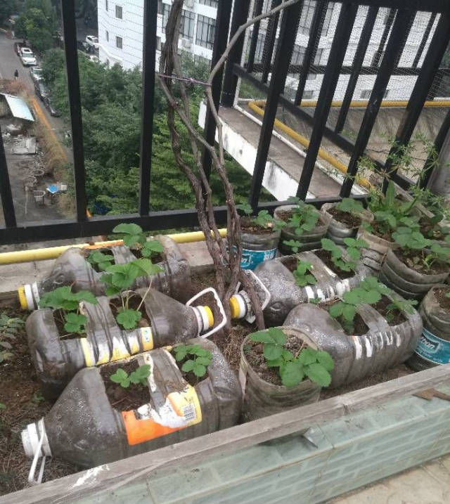 之前也是看过很多人用油桶种菜种花,于是想着攒点油桶也试试种点菜