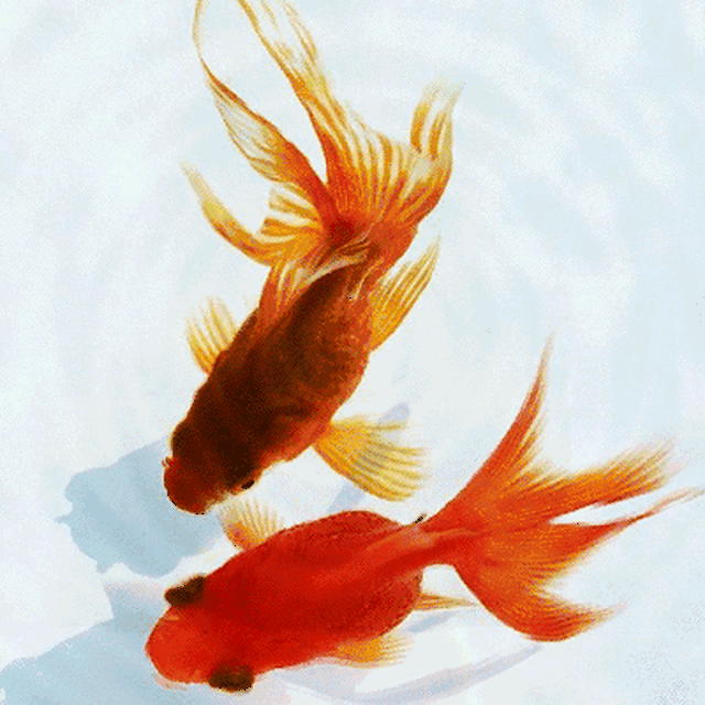 2018年快到了,送大家100条金鱼,祝大家金"鱼"满堂 年年有余