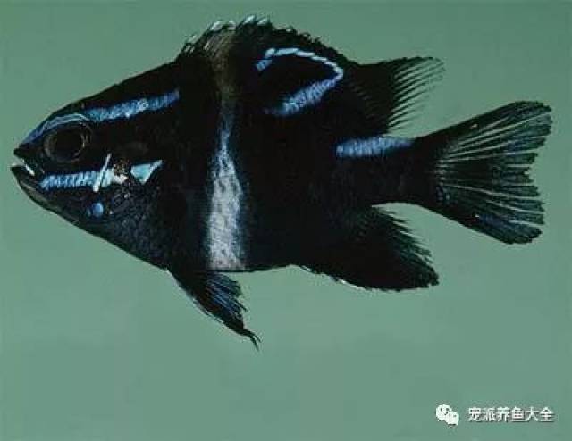 每日一鱼】蓝线雀，蓝黄黑三色绕身，非常漂亮！~_搜狐网