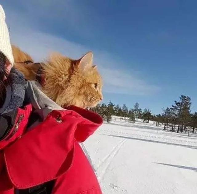 西伯利亚猫多来自俄罗斯 身上有着丰厚的长毛 以此适应天寒地冻的天气