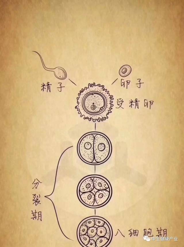 精子融合为一个合子的过程