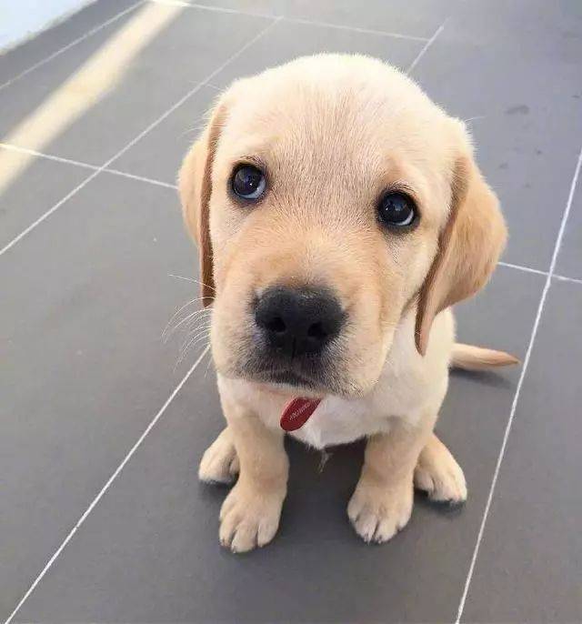 拉布拉多幼犬耳朵小图片