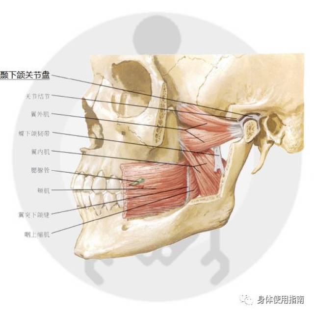 《身體詞典》診斷定語解釋│身體使用指南