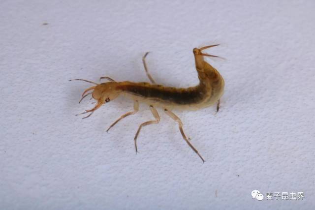 中国龙虱(dytiscus sinensis )