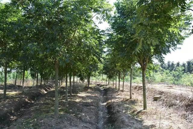 无患子,别名木患子(本草纲目),油患子(四川),黄目树,目浪树(台湾),油