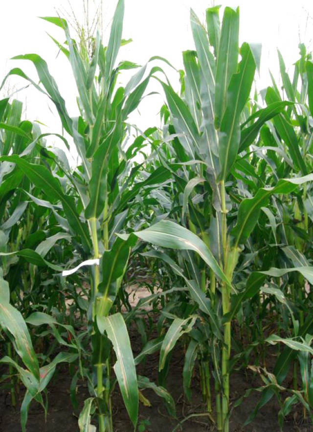 来自美国孟山都的突破性高端玉米新品种p6512震撼登场
