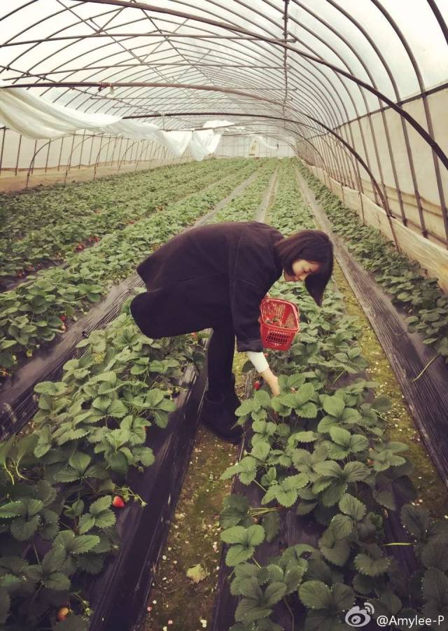 【快讯】奶油草莓新鲜上市啦~明天可以进大棚采摘咯