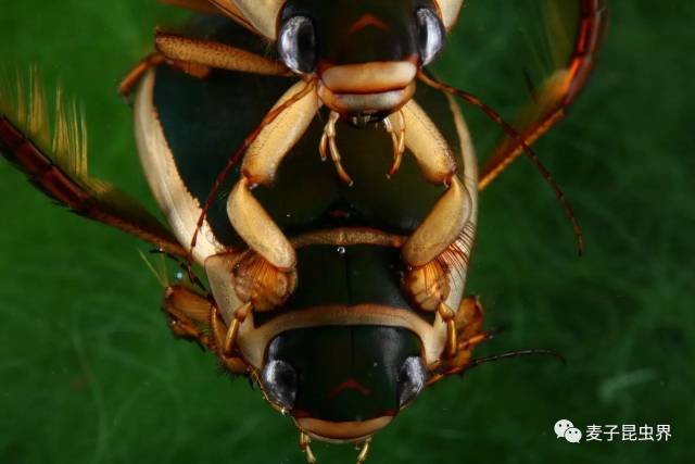 中国龙虱(dytiscus sinensis )