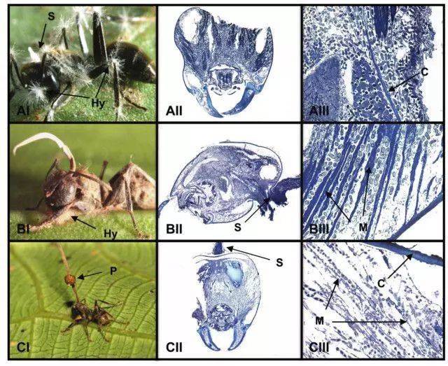丧尸病毒居然真的存在?万幸它不会传染人类!