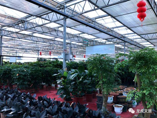 花卉盆景——自然与艺术的完美融合