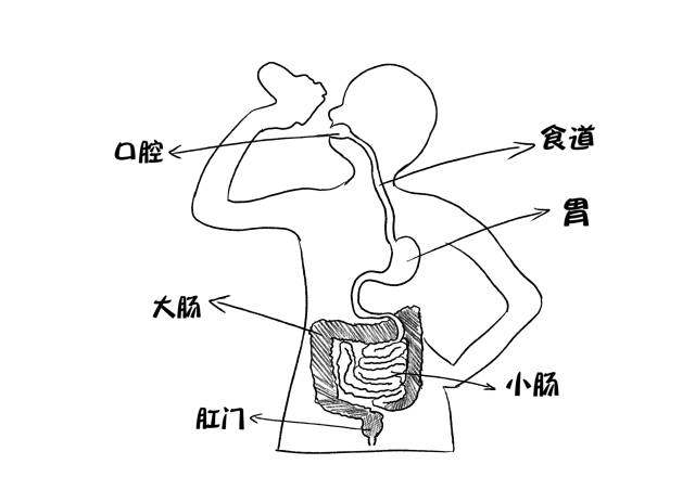 消化系统结构图卡通图片