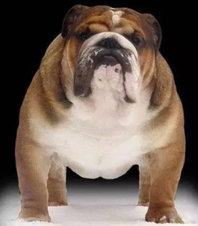 犬类,小型犬类,犬类品种大片_大山谷图库