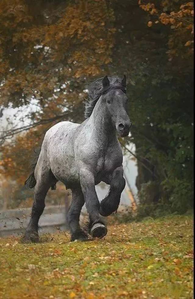 马的品种-气质类型分类