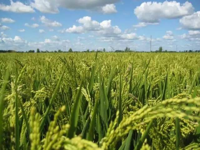 【18年水稻走势】2018年水稻政策调整,将决定