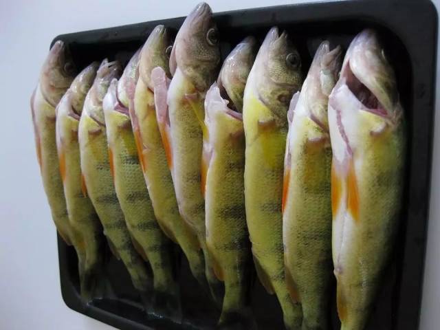 这个鱼是湖里最容易钓上来的鱼种,名叫"五道黑"