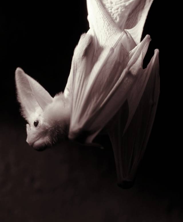 白蝙蝠真实照片图片
