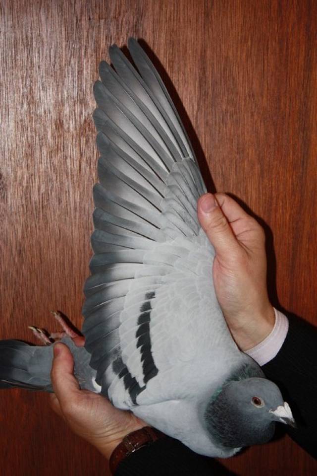 【图集】身价过百万的几羽鸽王冠军翅膀欣赏,都是几万羽的冠军!