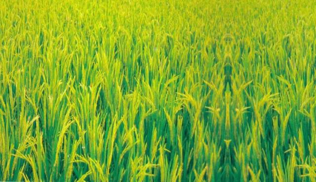 【18年水稻走势】2018年水稻政策调整,将决定