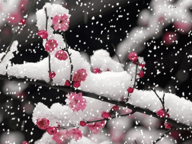 动态壁纸梅花飘着雪花图片
