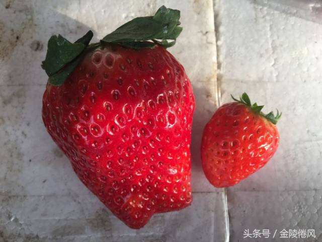那家水果店里的巨大的草莓比一般的草莓足足重约3至4倍以上