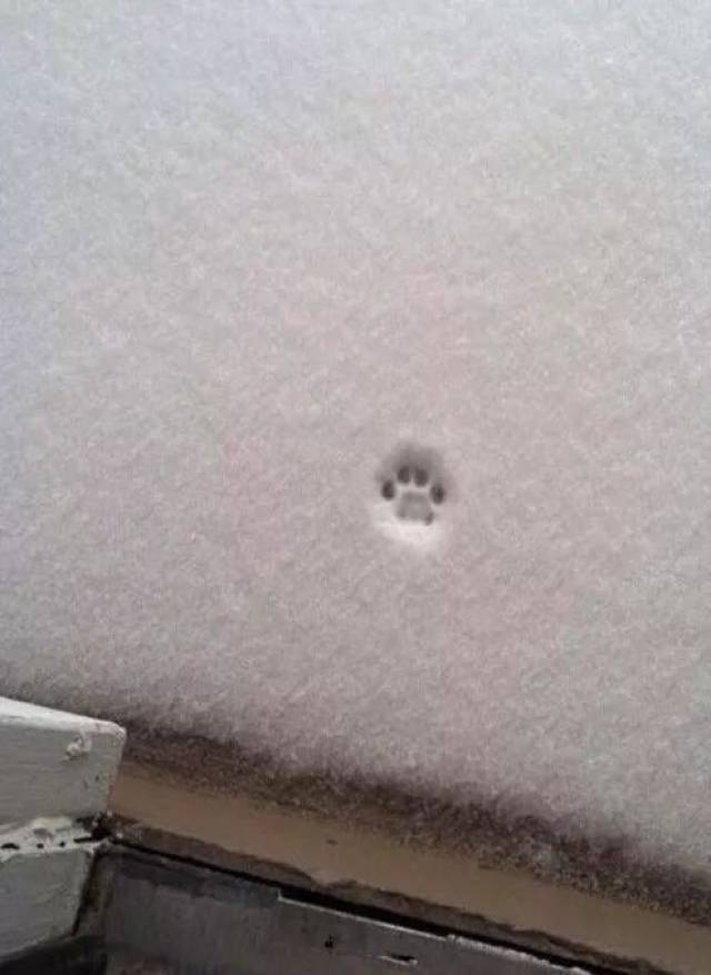 下雪了,门口发现了一个猫脚印,你确定就一个?