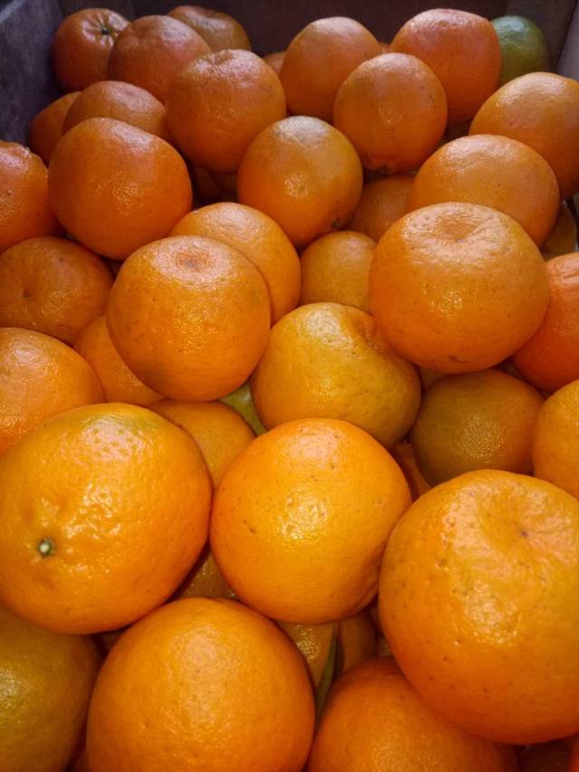 2018年福建芦柑大量上市产地4毛一斤南平市建