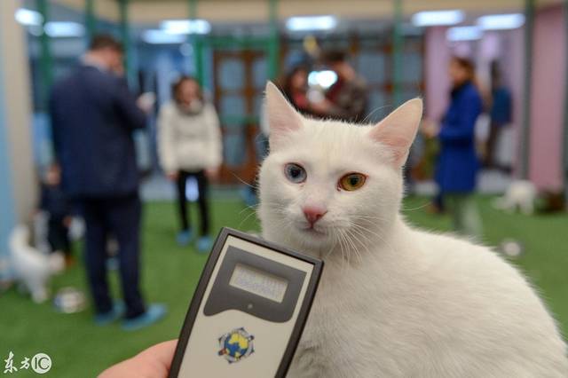 宠物摄影:土耳其梵猫,两只眼睛具有不同的颜色,太漂亮了