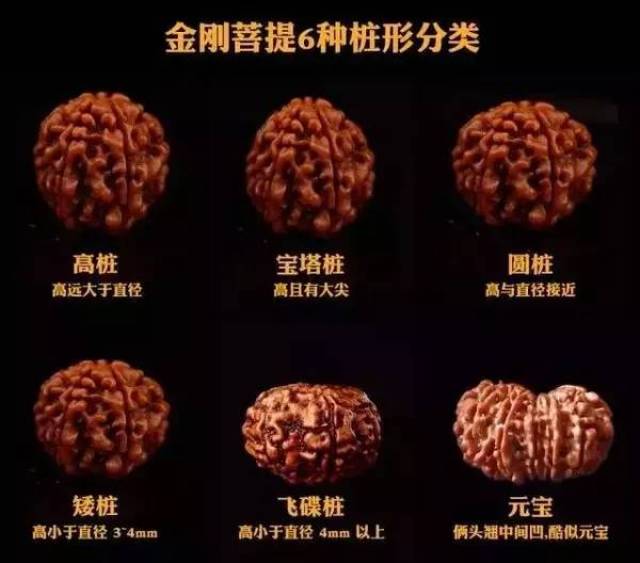 文玩堂：刑天深沟大梅花金刚菩提24+mm 最值钱的金刚菩提桩型排行榜，第一位竟然是它！（建议收藏）_搜狐网