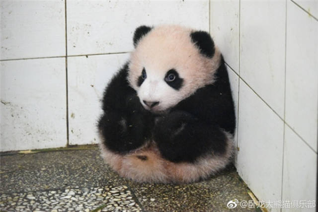 熊猫人揣手表情包图片