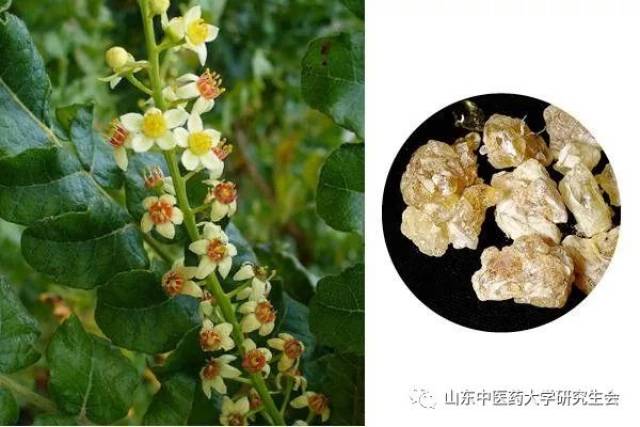 【每日一对】之乳香,没药_手机搜狐网
