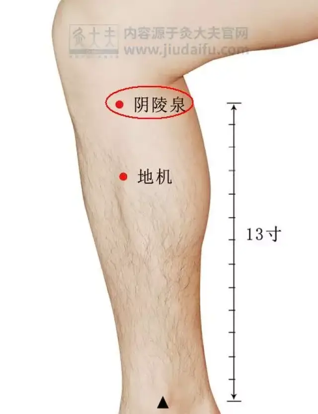 小腿拔罐祛寒位置图图片