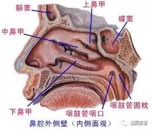 呼吸道系统解剖(图文)