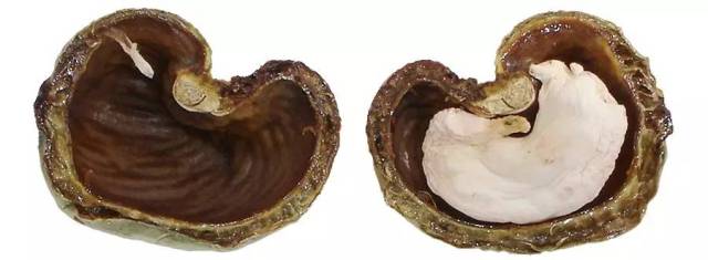 年货坚果 | 腰果:除了长相具有攻击性,它还随身