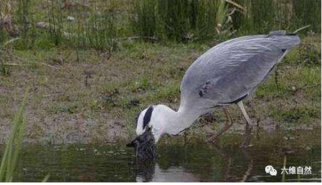 苍鹭连兔的天敌黄鼠狼都能吞食,何况是一只小