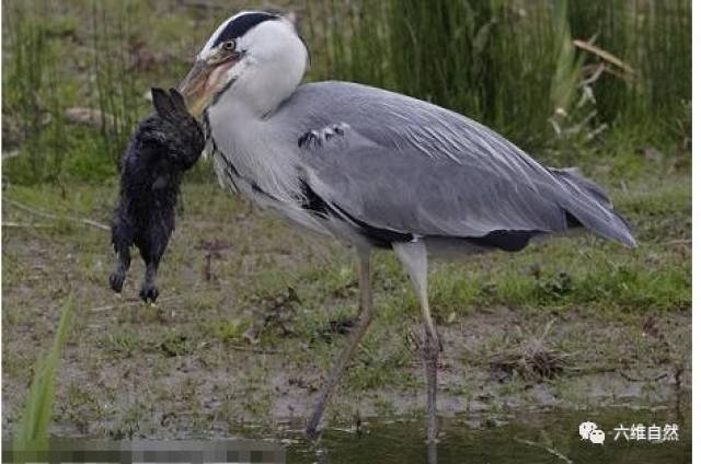 苍鹭连兔的天敌黄鼠狼都能吞食,何况是一只小
