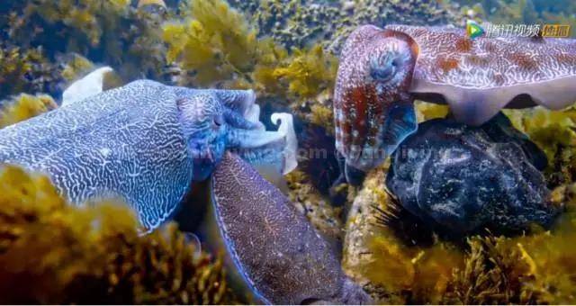 章鱼智斗鲨鱼:我不仅会"锁鳃功",还会用贝壳把自己伪装成一只"彩蛋"