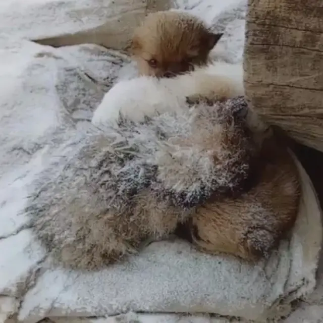 一窝流浪狗宝宝被大雪覆盖,挤在一起瑟瑟发抖,画面让人心酸