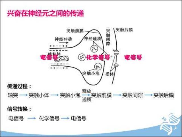 神经传导过程图片