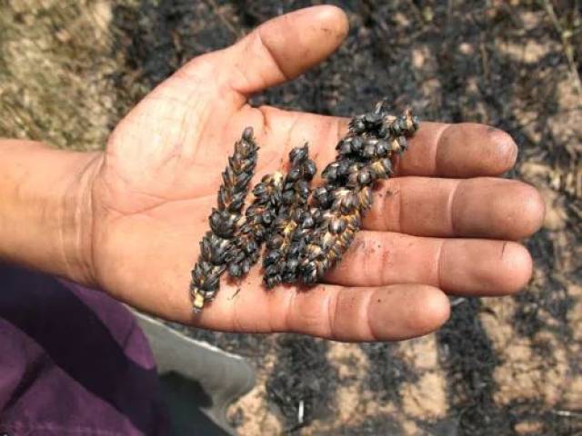 已经很少有人会烤花生来吃了 但这却是小时候最难忘的味道之一 烤麦穗