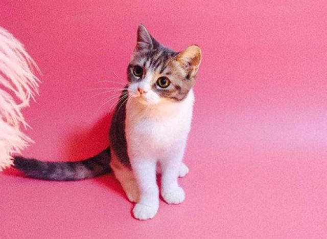 猫的眼睛淡粉色图片