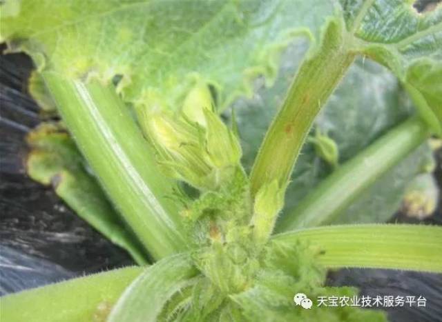 西葫芦高清病虫害图谱(下)