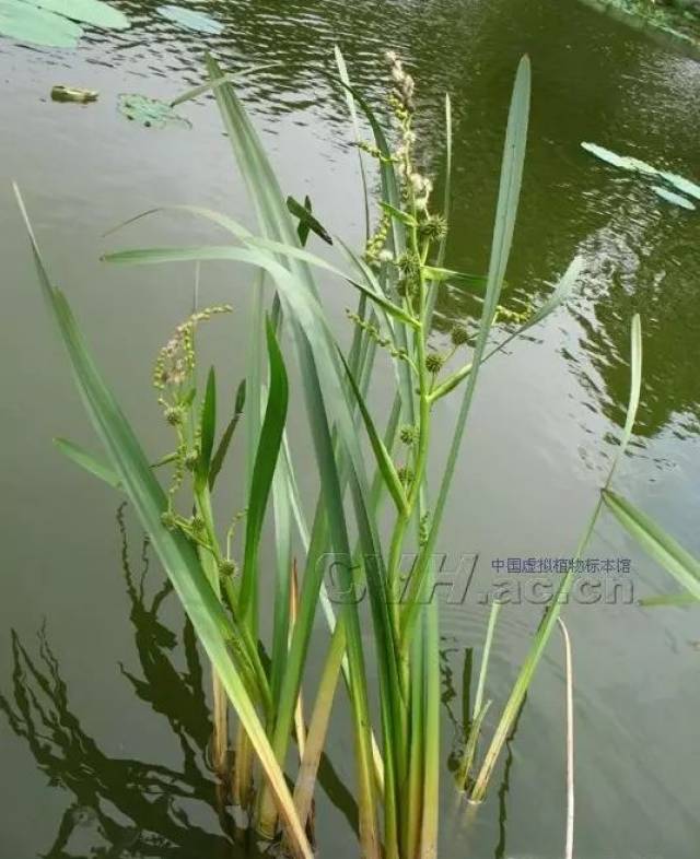 【挺水植物】-黑三棱,破血行气的药草