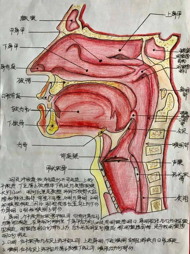 喉部模型及解说图片