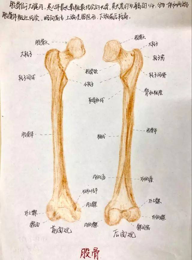 股骨绘制图图片