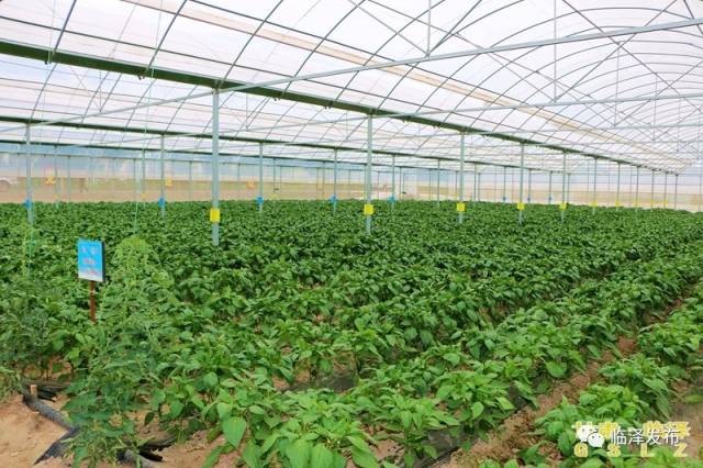 现代农业技术引领农作物种植新风向