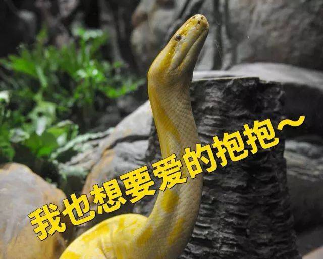 有人闻蛇色变,他却与蛇朝夕相处20余年